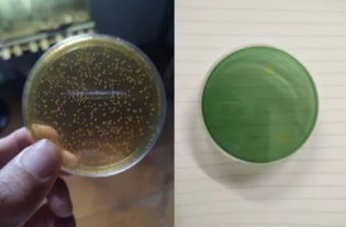 蝦蟹養(yǎng)殖業(yè)的革新曙光 南山生物科技金甸系列生物制品重磅發(fā)布